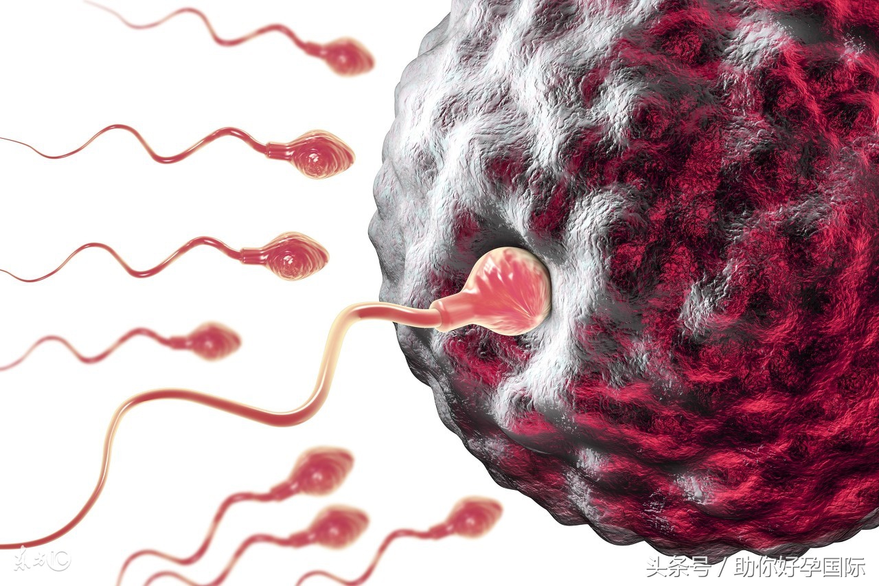 不明原因复发性流产多长时间能生,男性因素导致的复发性流产