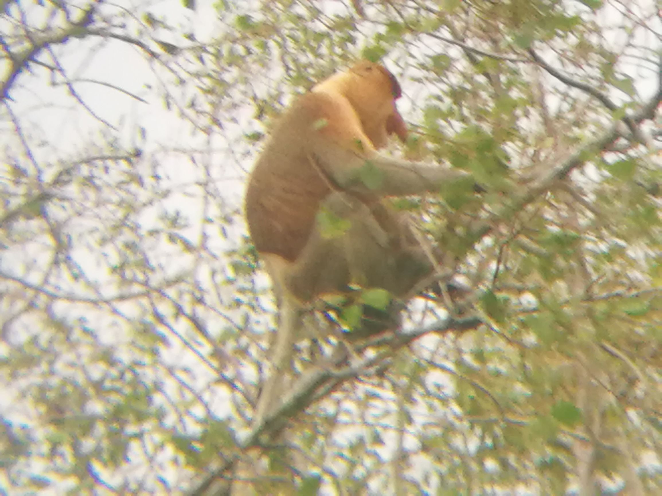 沙巴自由行超详细攻略,第一次去沙巴订的酒店怎么样