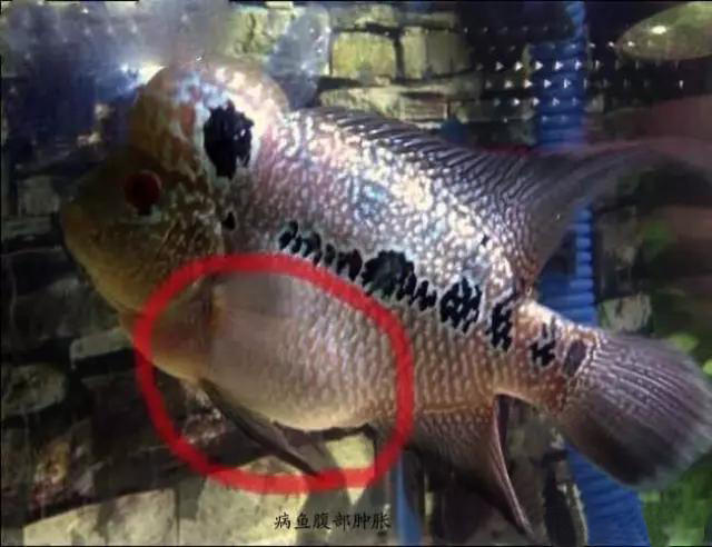 养鱼新手需要知道的一些事情,新手养鱼的10个忠告