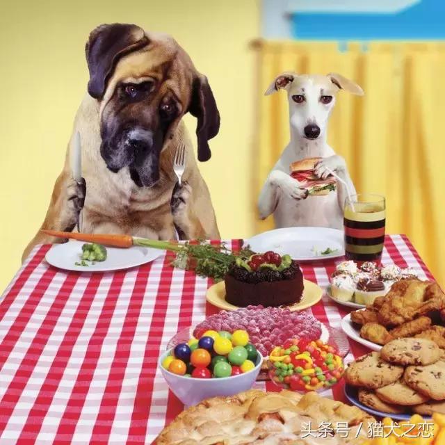 这些狗狗弃养率最高看完心碎一地,狗狗失明的症状