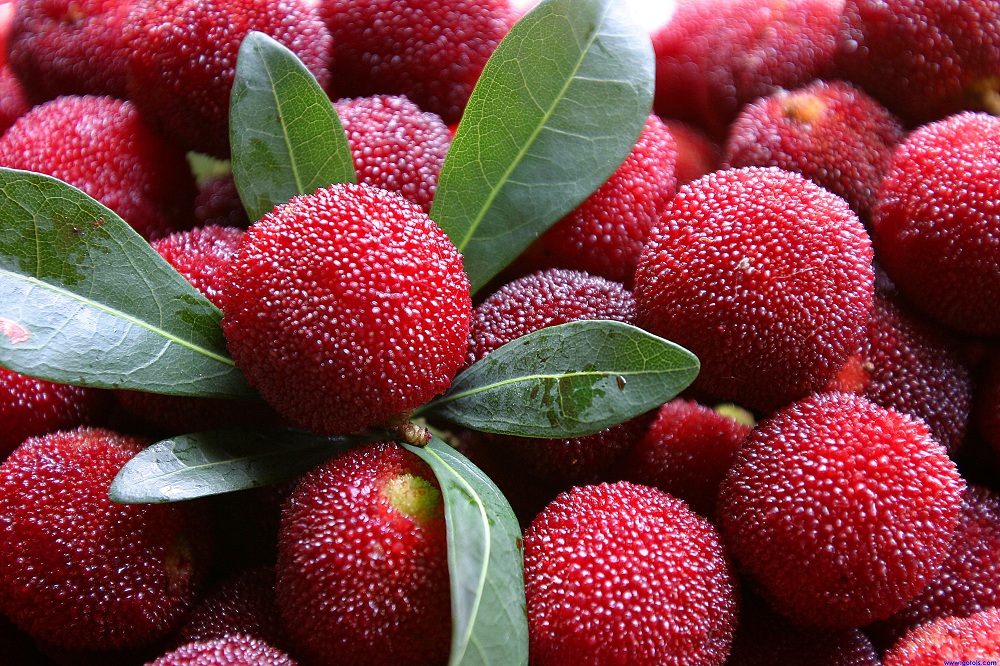 杨梅为什么去年结果今年不结果,为什么自家种的杨梅不结果呢