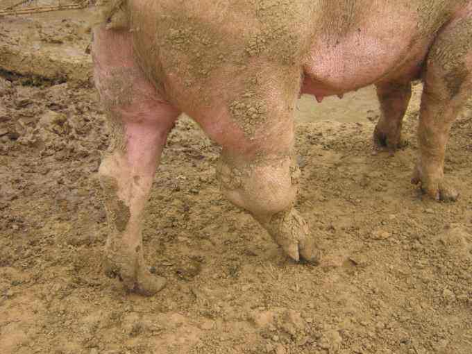 猪关节肿大不治疗行吗,猪关节肿大怎么治疗最有效