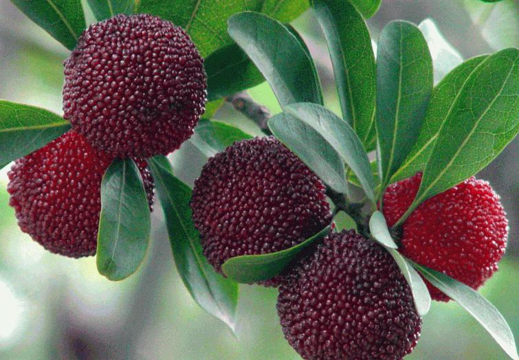 杨梅为什么去年结果今年不结果,为什么自家种的杨梅不结果呢