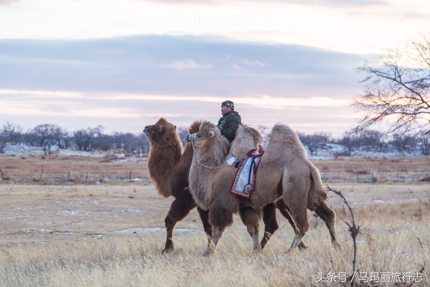 南方人去北方为什么老是不舒服,草原住蒙古包冷吗