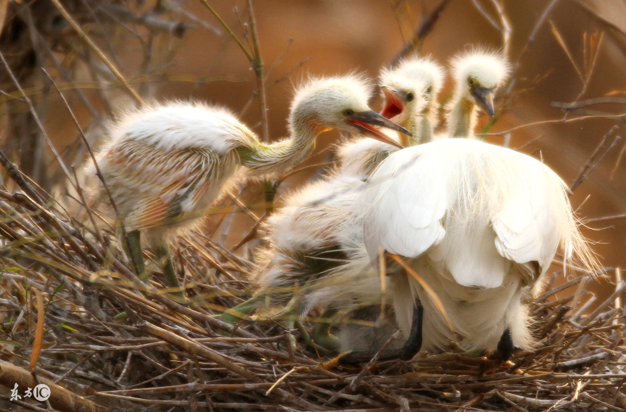 雏鸟腿脚病是什么原因引起的,雏鸟突然脚软站不起来