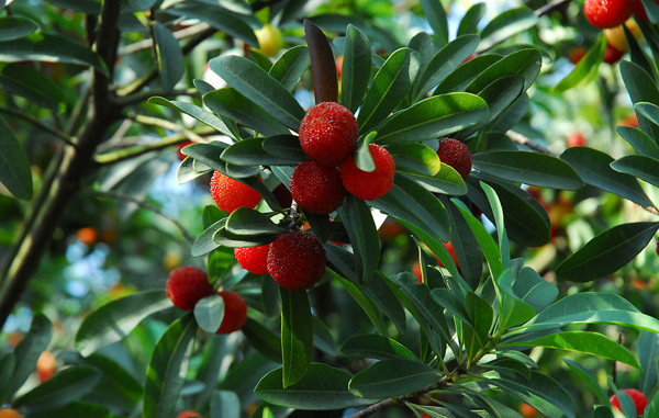 杨梅为什么去年结果今年不结果,为什么自家种的杨梅不结果呢