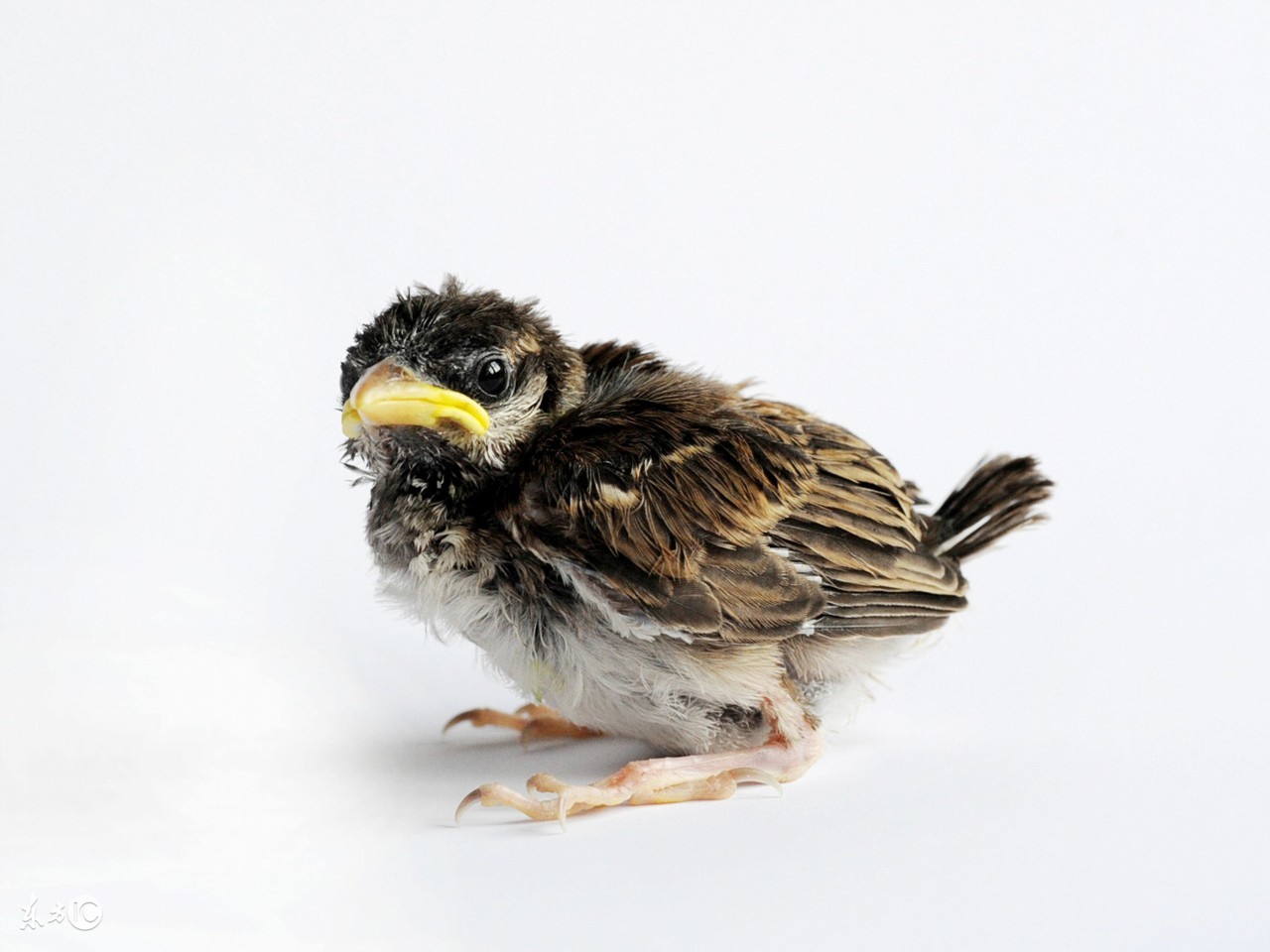 雏鸟腿脚病是什么原因引起的,雏鸟突然脚软站不起来