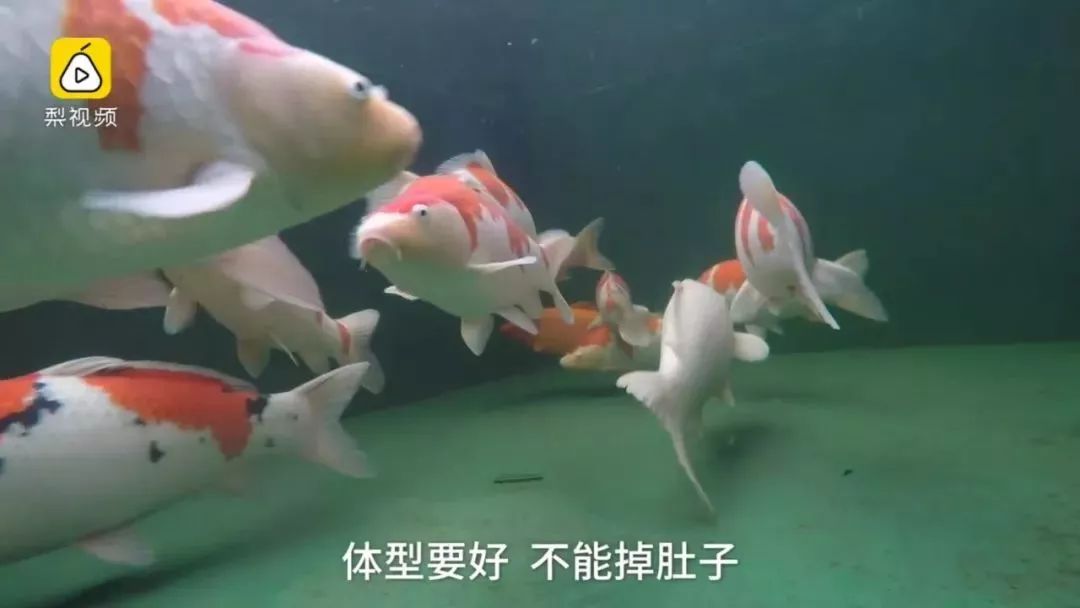 天呢！一条鱼的价格竟然可以买苏州一套房！