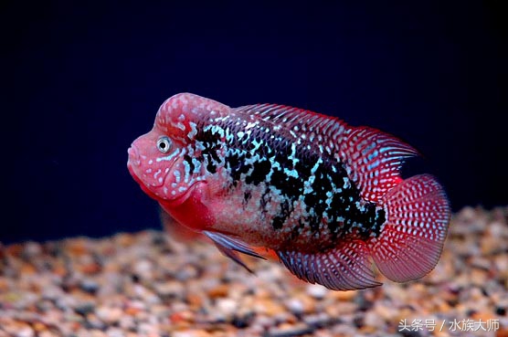 罗汉鱼刚入缸关注事项,新手养罗汉鱼要关注什么