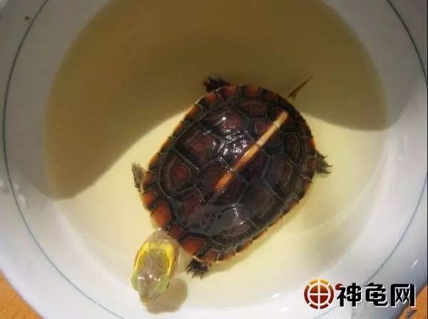 乌龟生病了怎么办？最全面的疾病治疗方法快快看看救小龟一命！