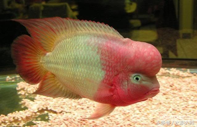罗汉鱼刚入缸关注事项,新手养罗汉鱼要关注什么