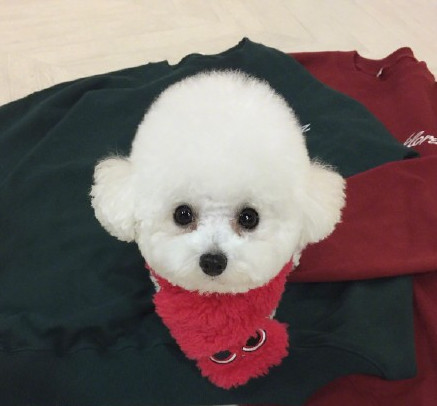 3个月比熊到处拉屎撒尿，怎么办？