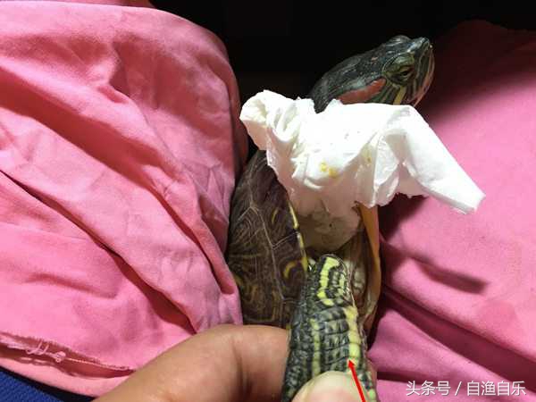 龟肺炎防治方法,常见龟病的症状及防治方法