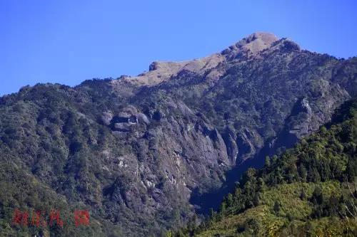 千年古银杏树腾冲界头,千年银杏树王的图片