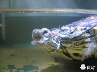 乌龟生病了怎么办？最全面的疾病治疗方法快快看看救小龟一命！