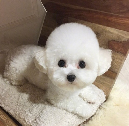 3个月比熊到处拉屎撒尿，怎么办？