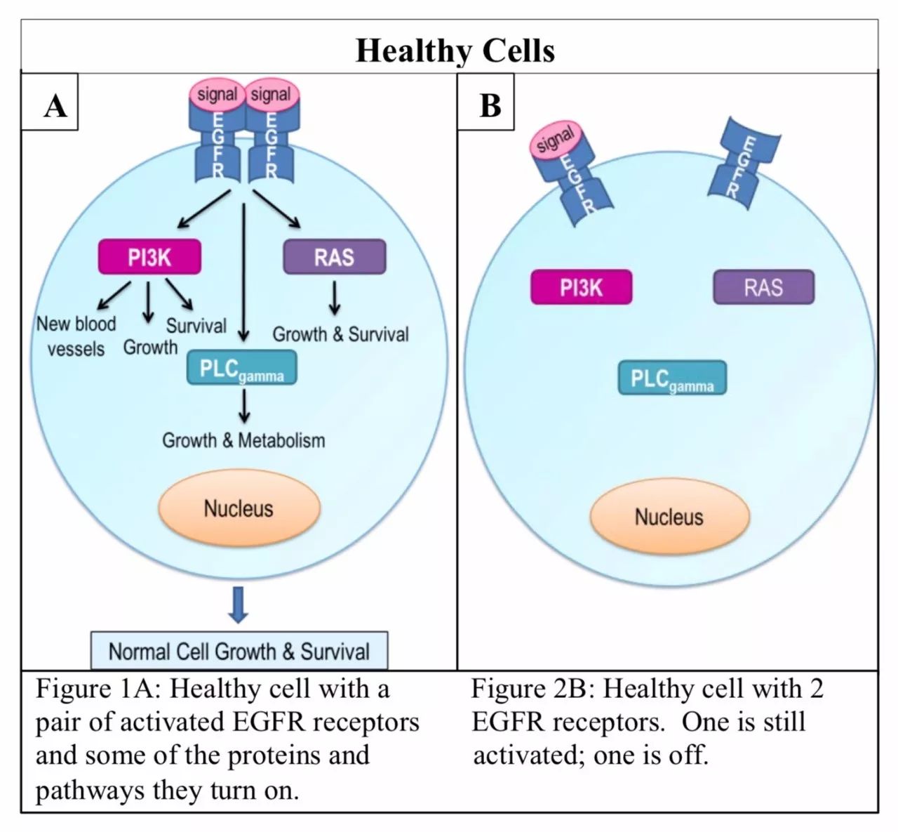 肺癌kras基因突变可以用的靶向药,肺癌突变基因及靶向药
