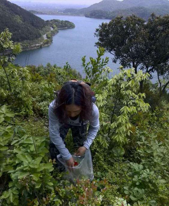 吃过这种饭么？营养价值很高！我从山上摘来树叶...