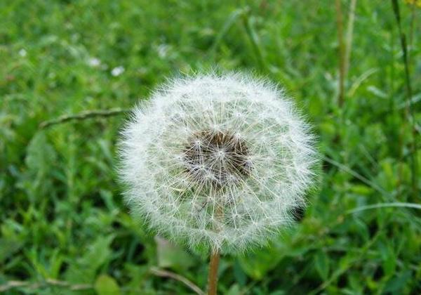 孕妈稍微吃点东西肚子胀的原因,孕妇肚子疼可以吃点儿什么