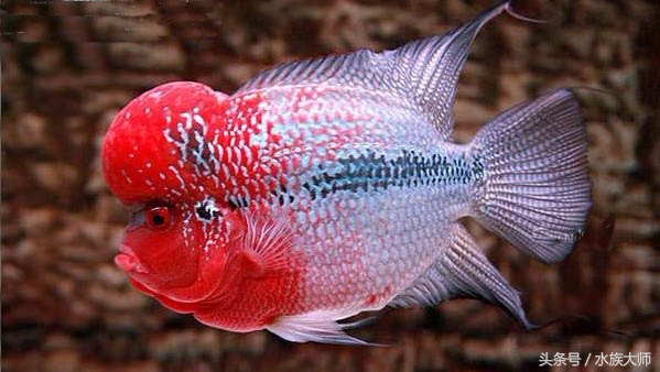 罗汉鱼刚入缸关注事项,新手养罗汉鱼要关注什么