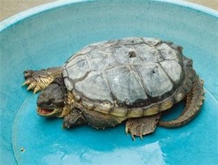 乌龟生病了怎么办？最全面的疾病治疗方法快快看看救小龟一命！