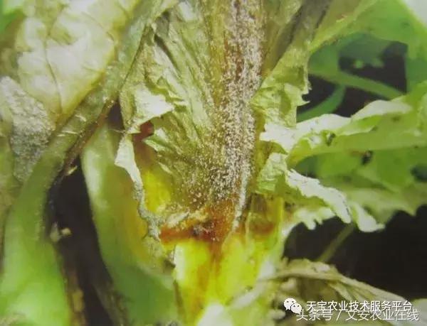 草莓灰霉病图谱及防治,黄皮果灰霉病图谱