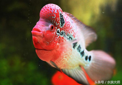 罗汉鱼刚入缸关注事项,新手养罗汉鱼要关注什么