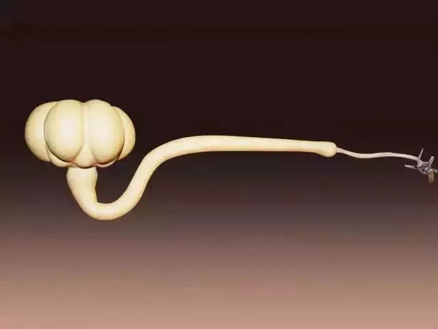 如意葫芦是什么样的,如意葫芦的视频