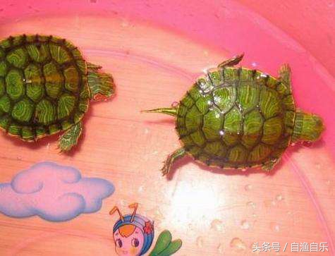 龟肺炎防治方法,常见龟病的症状及防治方法