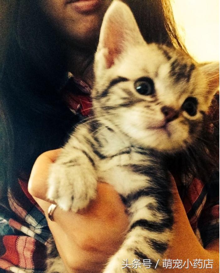 小奶猫5天后死了,6只小奶猫突然全死了