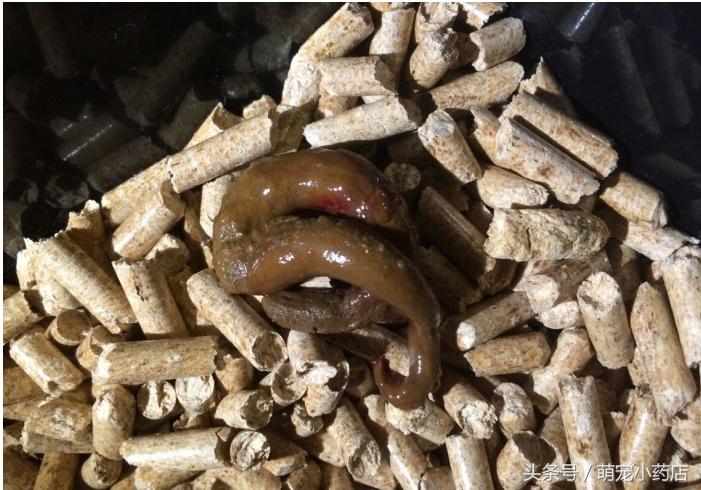 小奶猫5天后死了,6只小奶猫突然全死了