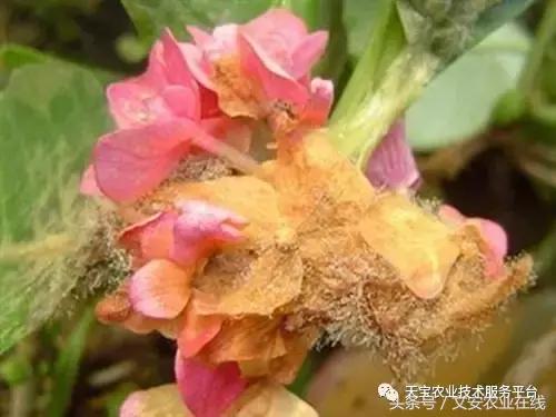 草莓灰霉病图谱及防治,黄皮果灰霉病图谱