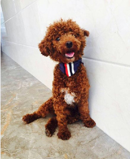 3个月比熊到处拉屎撒尿，怎么办？