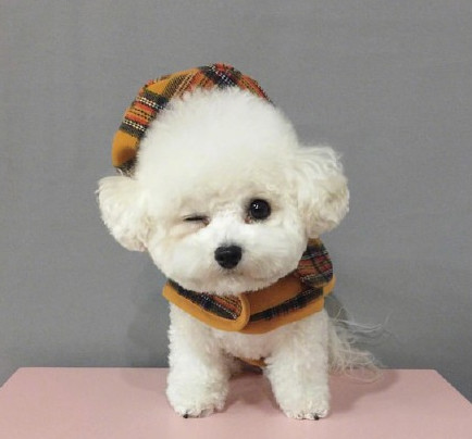 3个月比熊到处拉屎撒尿，怎么办？