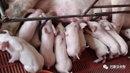 仔猪流行性腹泻怎样防复发,仔猪腹泻时可打腹泻二联疫苗吗