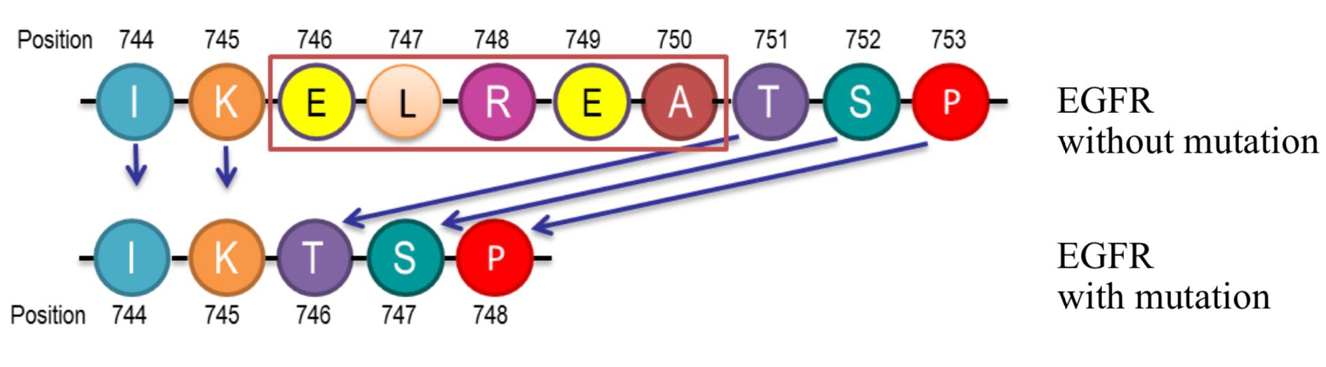 肺癌kras基因突变可以用的靶向药,肺癌突变基因及靶向药