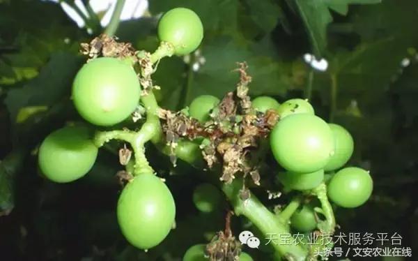 草莓灰霉病图谱及防治,黄皮果灰霉病图谱