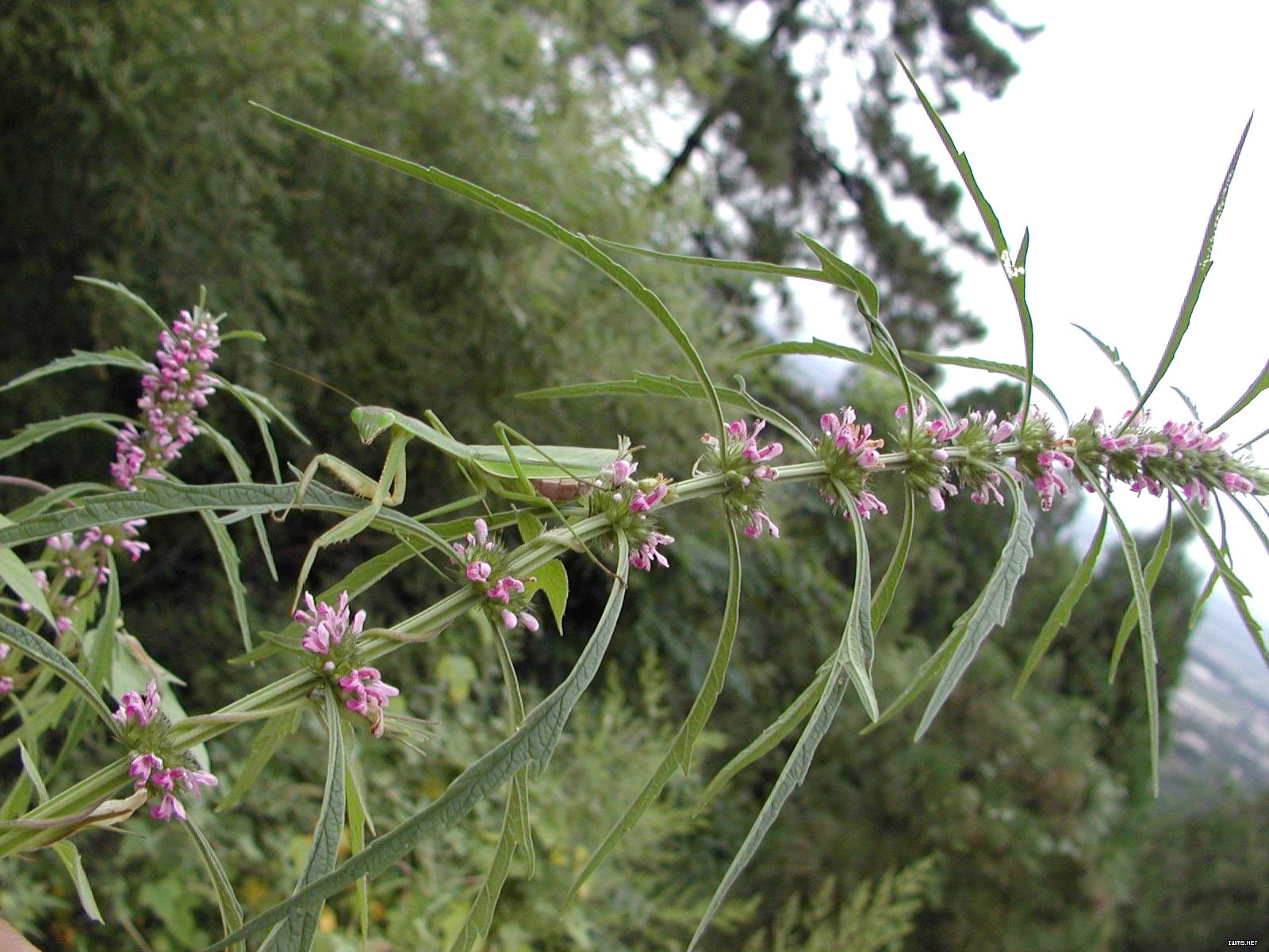 益母草可以治月经少吗,妇女之友益母草功效