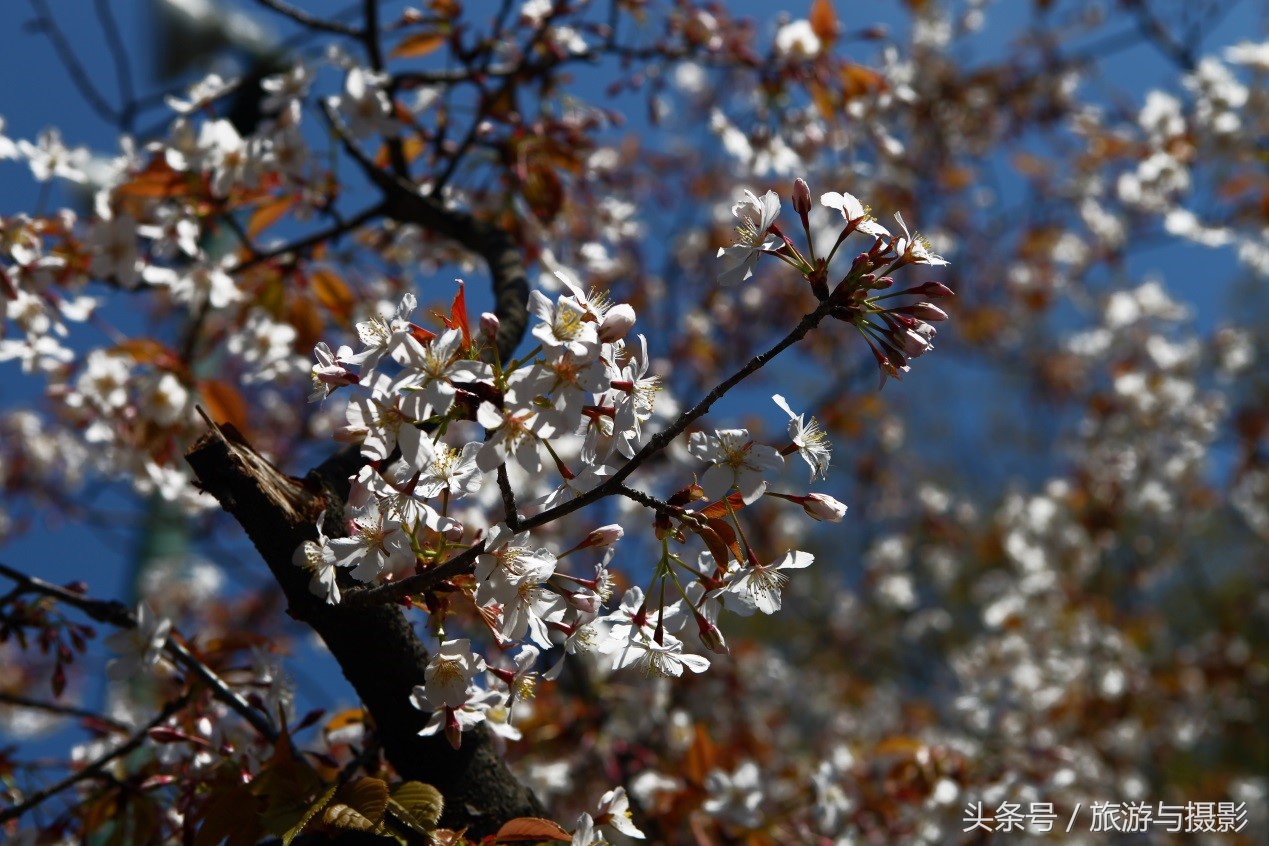 认识日本瓷器,认识日本国旗