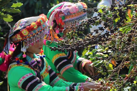 小粒咖啡产业发展,保山小粒咖啡发展存在的问题