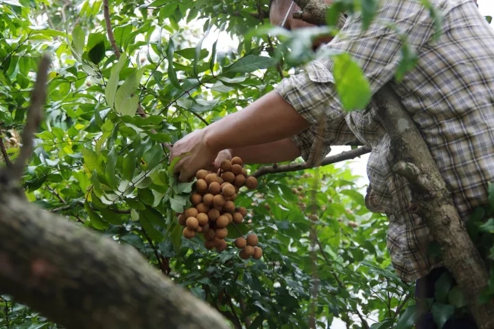 桂圆干怎么吃最补气血,桂圆干怎么吃最补气血效果好