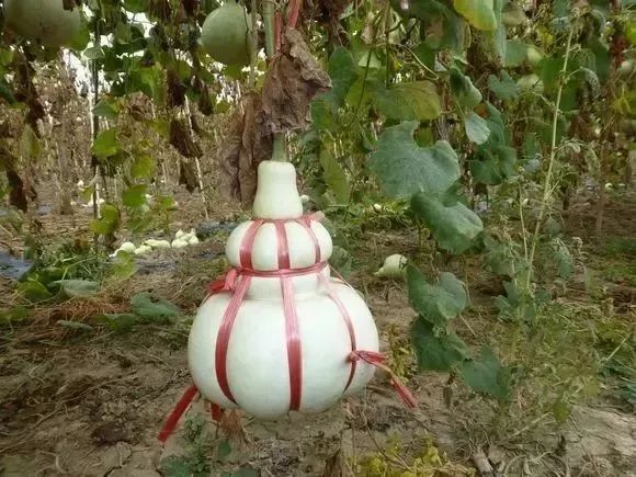 如意葫芦是什么样的,如意葫芦的视频