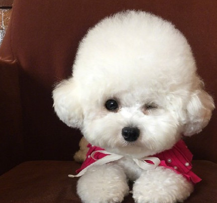 3个月比熊到处拉屎撒尿，怎么办？