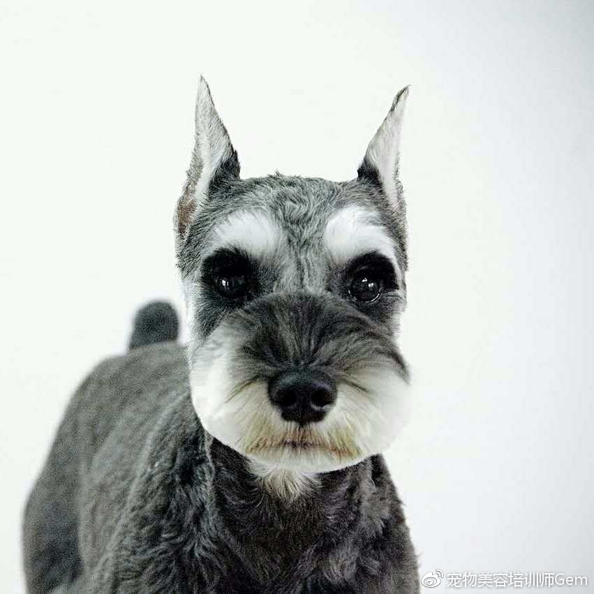 迷你雪纳瑞犬种标准,雪纳瑞属于哪种犬种