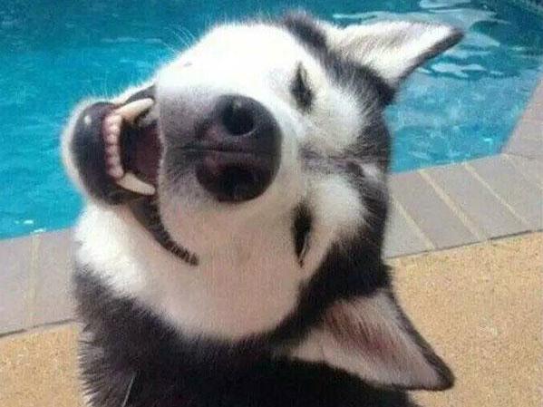 二哈为什么被公认为傻狗,二哈真的没有野性么