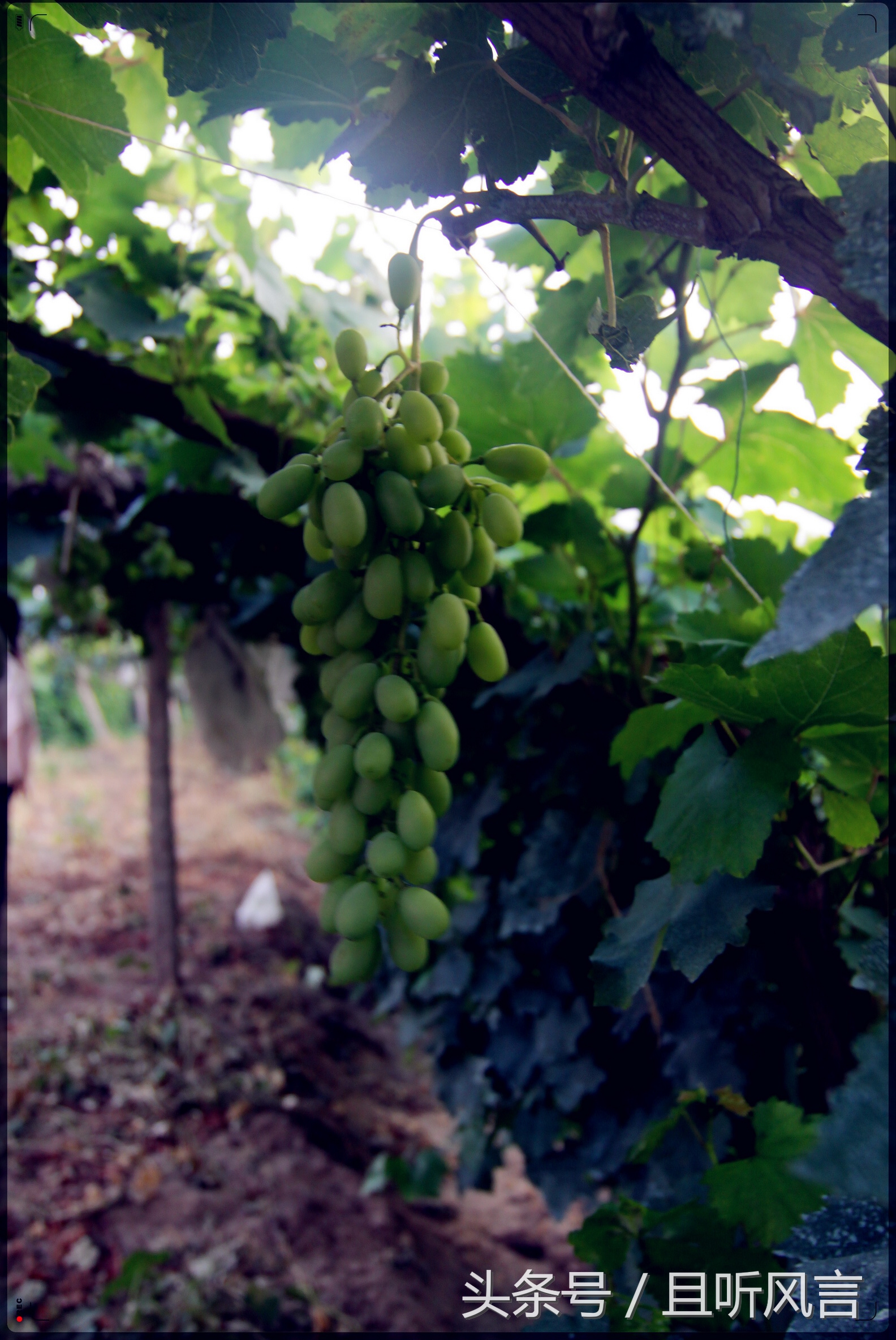 达里诺尔湖到锡林郭勒,锡林郭勒四天三晚旅游攻略自驾游