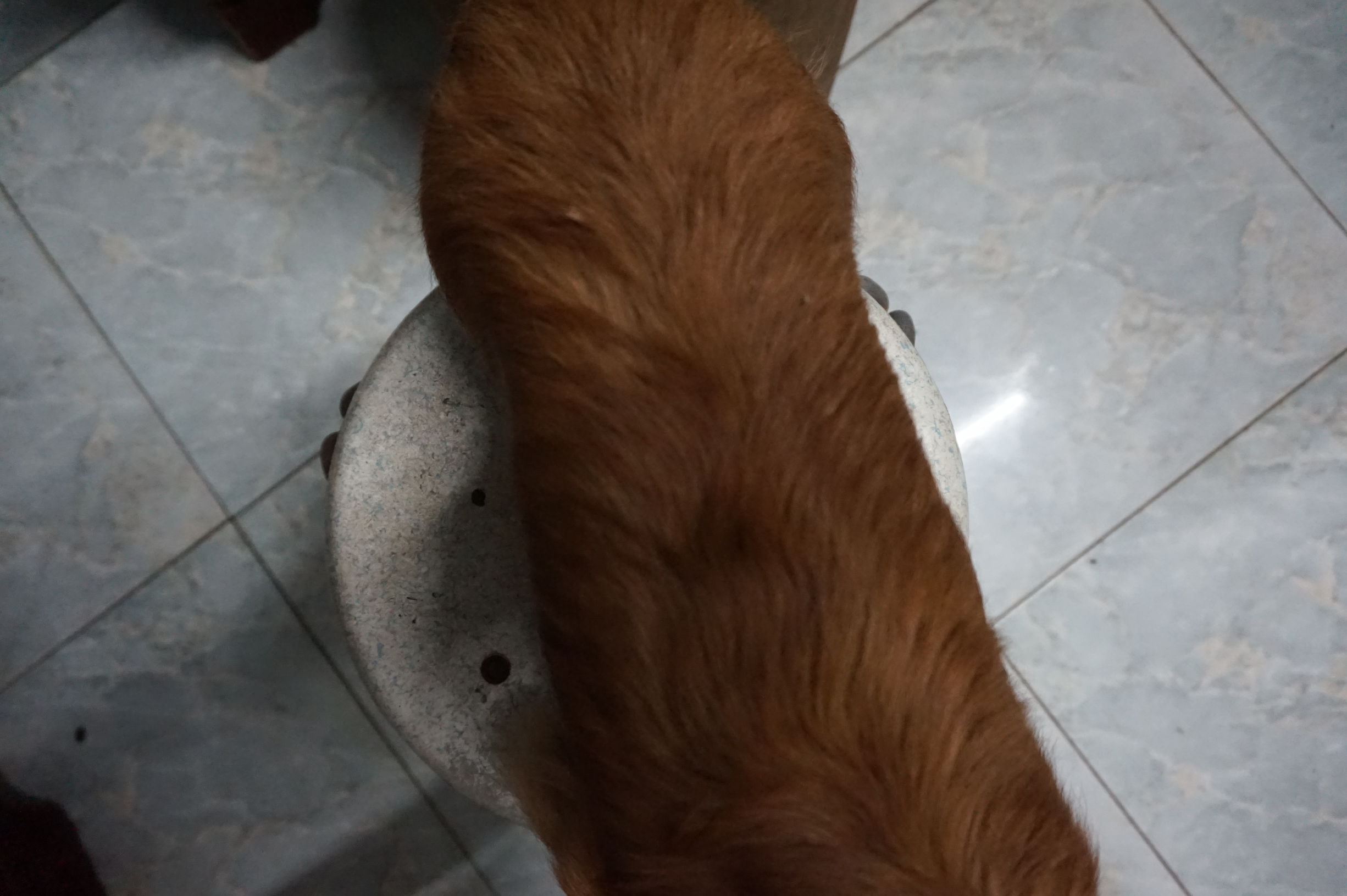 狗粮怎么选进口国产狗粮测评,进口国产狗粮测评