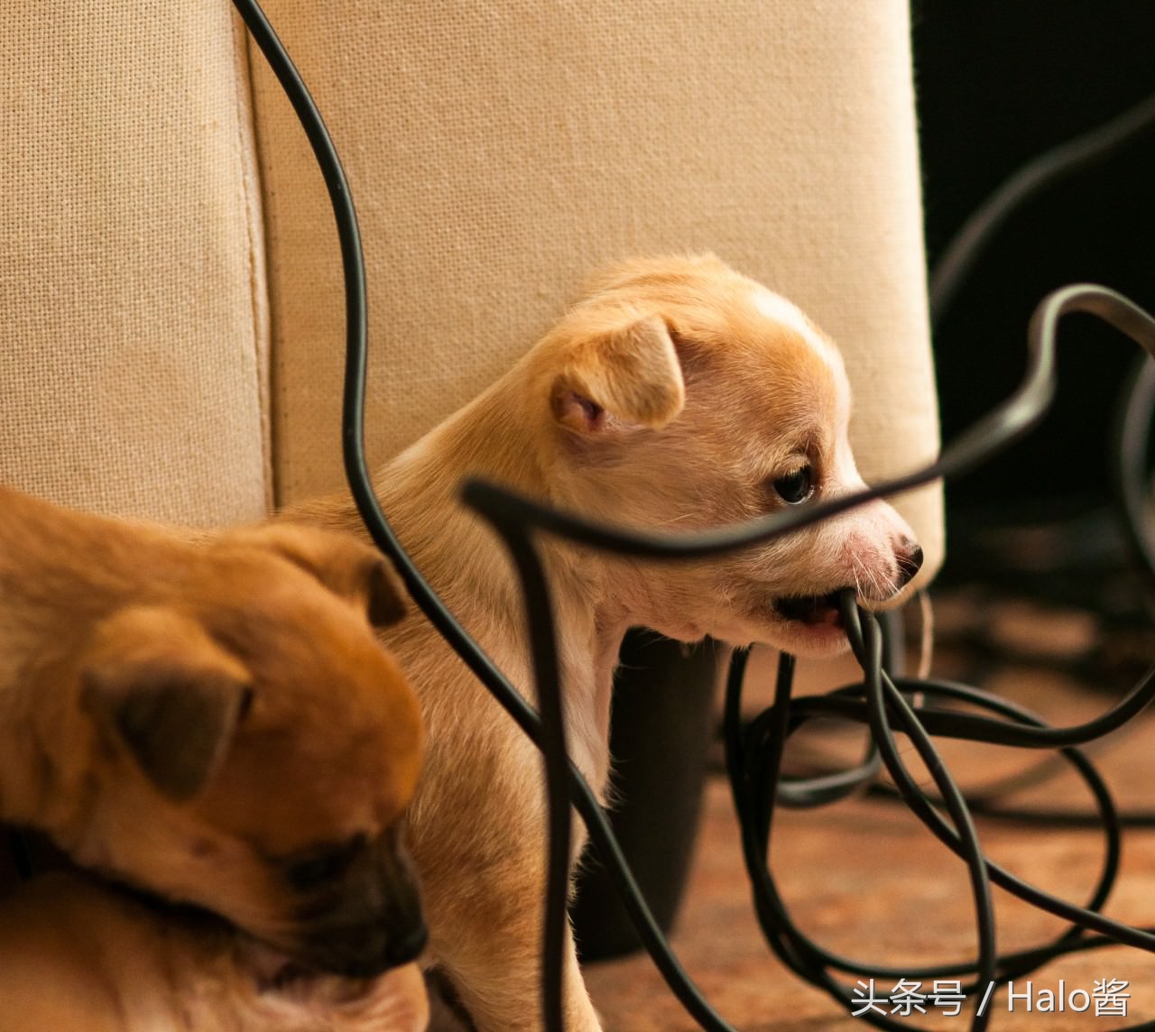 降低拆家几率！正确使用玩具可更正狗狗陋习，主人勿忘重要性