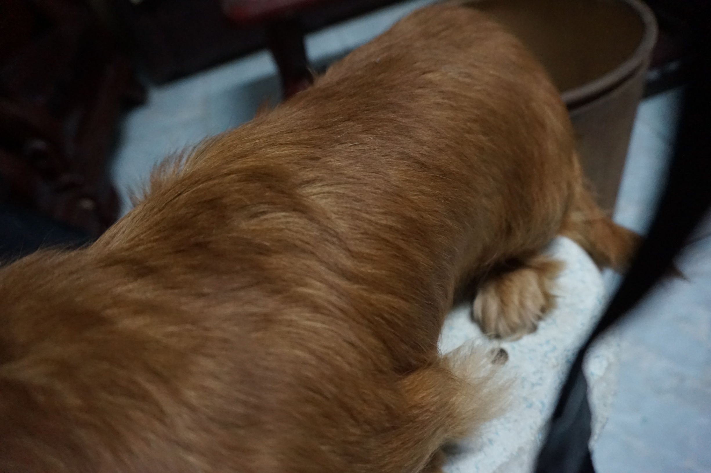 狗粮怎么选进口国产狗粮测评,进口国产狗粮测评