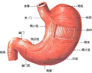 养生调理三九灸做起来,三九敷贴什么时候可以贴